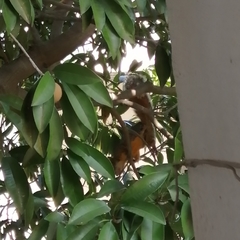Sciurus aureogaster