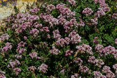 Glandularia macrosperma