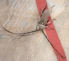 Gnaphalodes trachyderoides