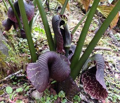 Arisaema griffithii