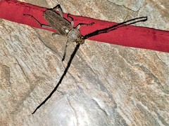 Gnaphalodes trachyderoides