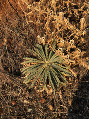 Mentzelia laevicaulis