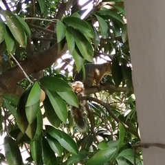 Sciurus aureogaster