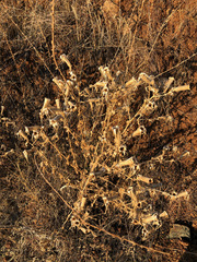 Mentzelia laevicaulis