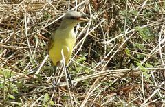 Machetornis rixosa