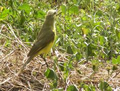 Machetornis rixosa