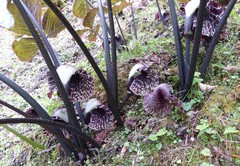 Arisaema griffithii