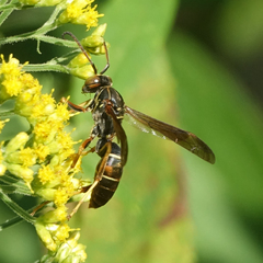 Polistes fuscatus