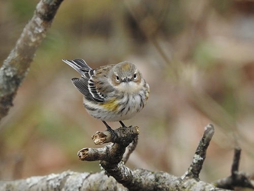 Yellow-rumped Warbler photographed in Kentucky