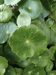 Hydrocotyle verticillata