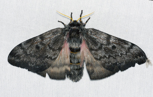 Pandora Pinemoth