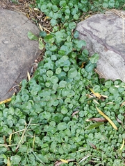 Hydrocotyle verticillata