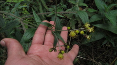 Alloispermum