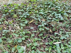 Hydrocotyle verticillata