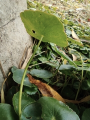 Hydrocotyle verticillata