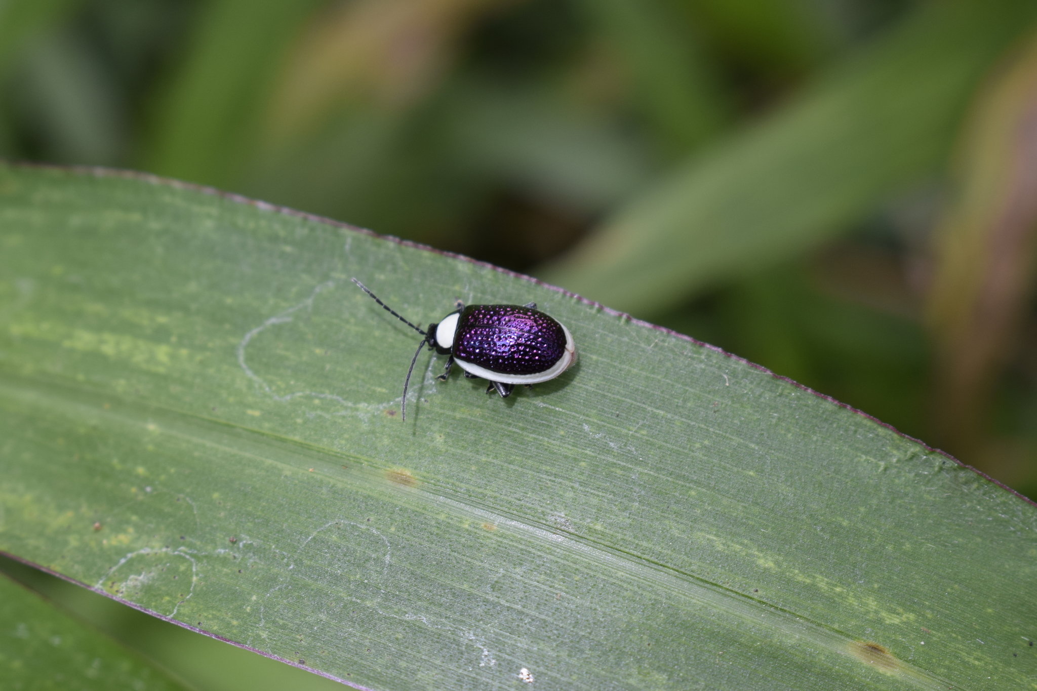 Chrysomelidae image