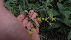 Alloispermum