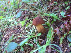 Boletus fibrillosus