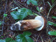 Boletus fibrillosus