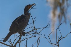 Phalacrocorax auritus image