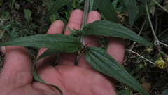 Alloispermum