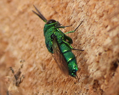 Caenochrysis