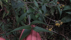 Alloispermum