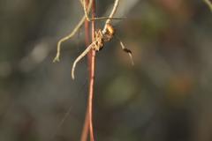 Ophiocordyceps camponoti-floridani