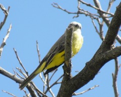 Tyrannus melancholicus