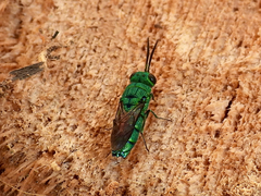 Caenochrysis