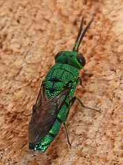 Caenochrysis