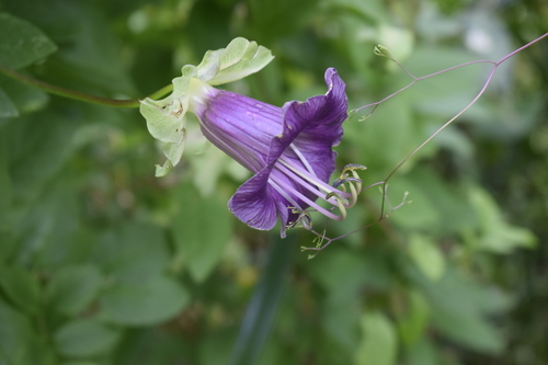 Cobaea scandens image