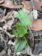 Aristolochia meridionalis