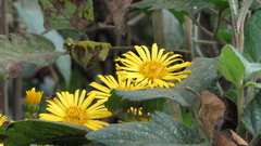 Munnozia senecionidis