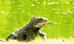Iguana iguana