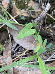 Aristolochia meridionalis
