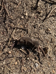 Sorex vagrans