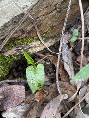 Aristolochia meridionalis