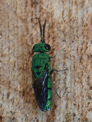 Caenochrysis