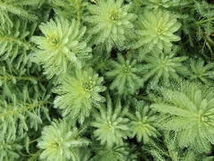 Myriophyllum aquaticum