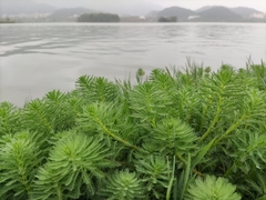 Myriophyllum aquaticum