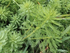 Myriophyllum aquaticum