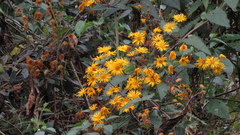 Munnozia senecionidis