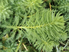 Myriophyllum aquaticum