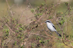 Lanius ludovicianus image