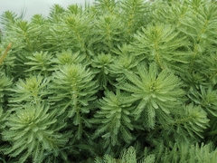 Myriophyllum aquaticum