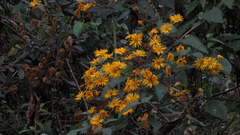 Munnozia senecionidis