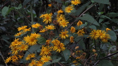 Munnozia senecionidis