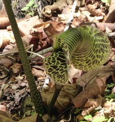Arisaema griffithii
