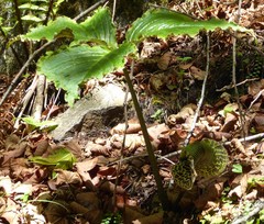 Arisaema griffithii